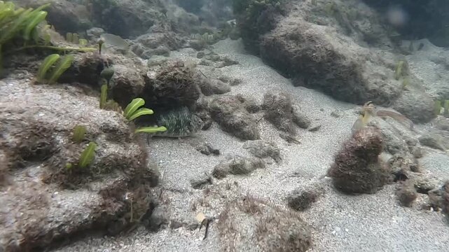 Underwater footage capturing a yellowtail parrotfish swimming across a rocky tropical reef with sandy seabed and marine vegetation in shallow Caribbean waters. Peaceful snorkeling and diving scene.