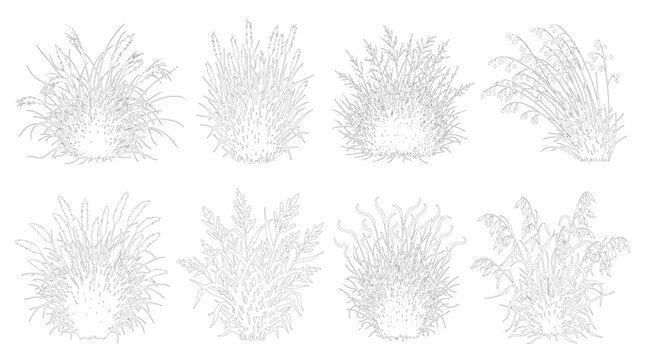 Ornamental Grass Clump Set CAD Line Art Elevation View Vector Illustration Landscape Architecture Plan Outline Drawing White Fill Editable Stroke
