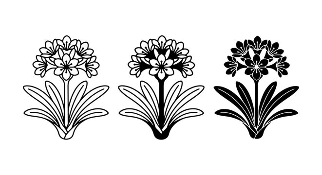Floral Vector Art, Clivia Flower Illustrations, Botanical Line Art, Decorative Plant Graphics