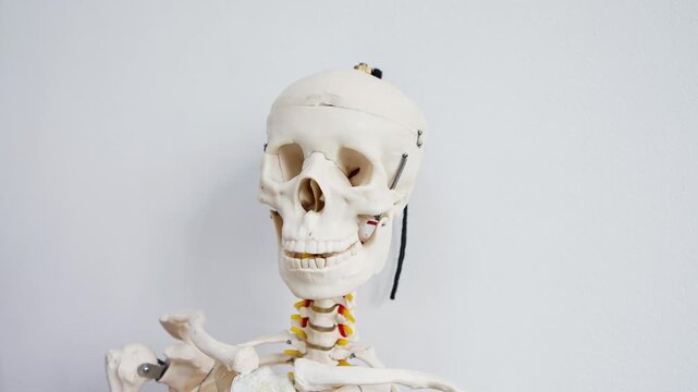 White human skeleton anatomical model close up front view with neutral background