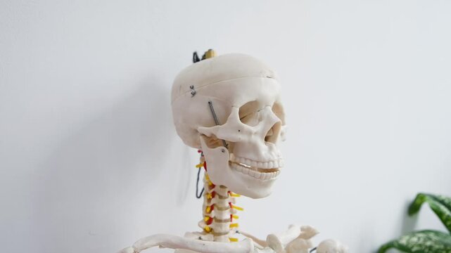 Human skeleton anatomical model with detailed skull and cervical vertebrae against white background