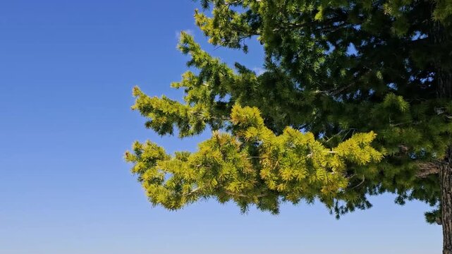 Close up-Fir tree boughs blowing against clear blue sky