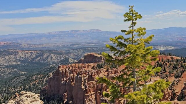 A small pine tree on the rim of Bryce Canyon accents the beautiful red rock formation the the canyon is famous for - slight zoom