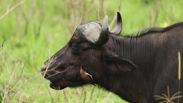 African buffalo portrait with oxpecker perched on its head, cleaning parasites from rough dark skin in warm savanna light, capturing a close wildlife interaction in natural African wilderness habitat