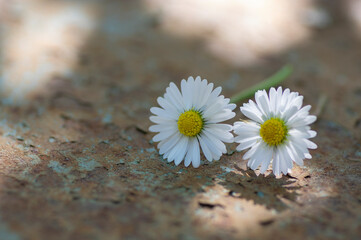 Common daisy Bellis perennis flowers on rusty metal background with soft light © Iva