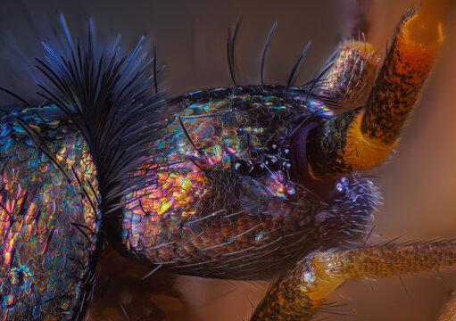 Slender springtail portrait, Orchesella flavescens on wood, close up focus stacked macro photo