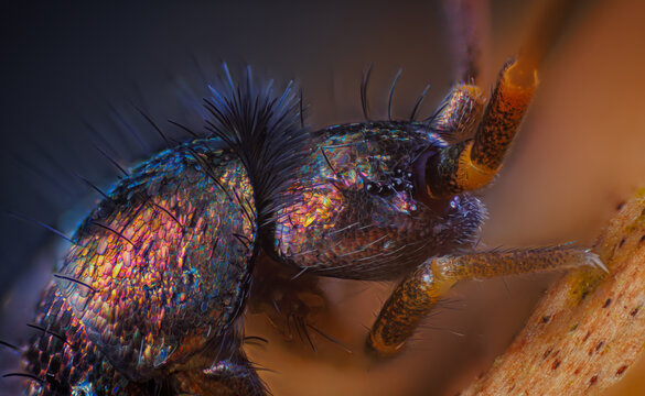 Slender springtail portrait, Orchesella flavescens on wood, close up focus stacked macro photo