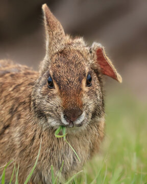 Marsh Rabbit Bent Ear Survivor Eating Some Greens