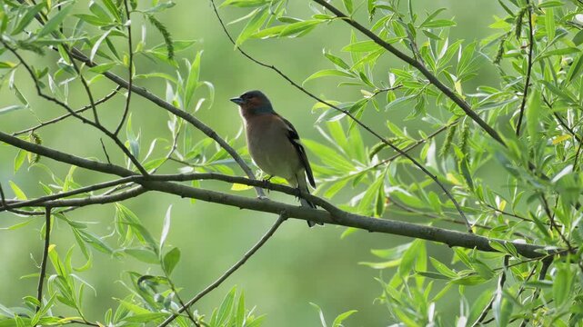 Common Chaffinch Looking Around and Singing on Branch - 4K Slow Motion Wildlife B-Roll