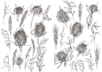 Fototapeta premium Pack de elementos florales dibujados a mano, flores de línea negras sobre fondo blanco, cardos, espigas, trigo, flores secas. Ilustración de línea en blanco y negro realizada con boligrafo