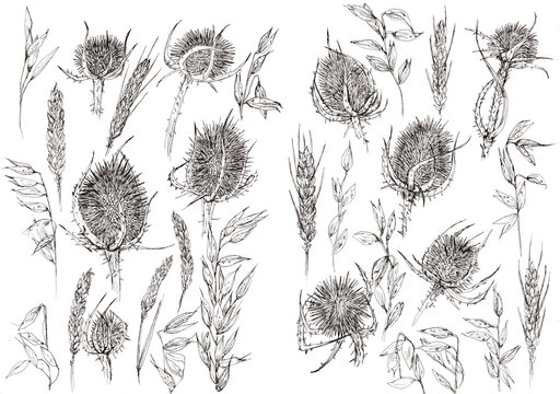 Pack de elementos florales dibujados a mano, flores de l&iacute;nea negras sobre fondo blanco, cardos, espigas, trigo, flores secas. Ilustraci&oacute;n de l&iacute;nea en blanco y negro realizada con boligrafo