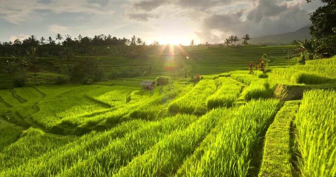 Drone flight over amazing Bali landscape at sunset. Lush green rice paddy grass intricate pattern across tiered scene of Jatiluwih, golden sunlight illuminates fields under cloudy sky. Nature paradise