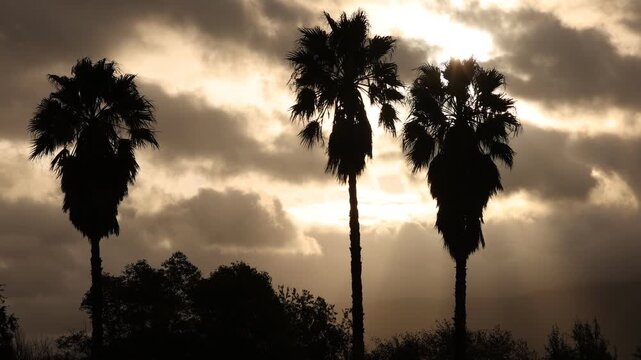 silhouette of palm trees against fast moving stormy clouds, Stanford, South Africa
