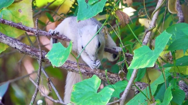 White nominative subspecies of Callosciurus finlaysonii at Thailand.