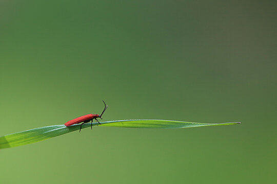 insecte funambule 