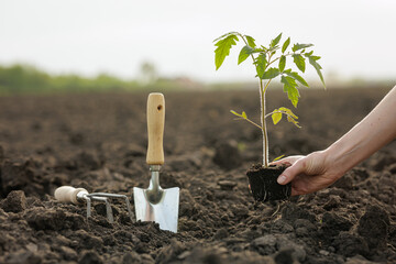 Obraz premium Planting Tomato Seedling in Freshly Tilled Soil with Garden Tools