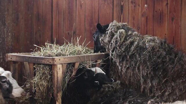 Rural sheep near a hay trough. Domestic sheep with long, matted wool close-up. Animals graze near a wooden structure filled with dry hay. Natural lighting of a farm building. Livestock