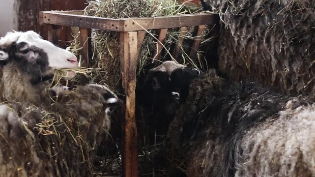 Rural sheep near a hay trough. Domestic sheep with long, matted wool close-up. Animals graze near a wooden structure filled with dry hay. Natural lighting of a farm building. Livestock