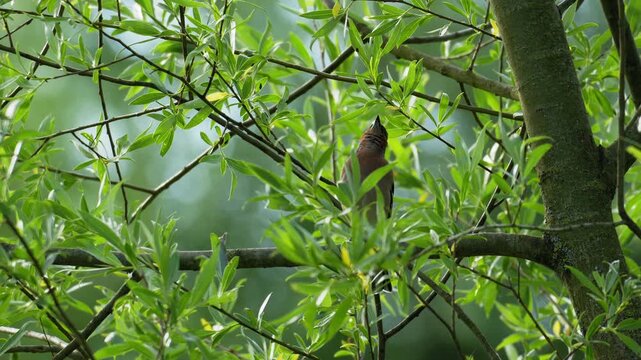 Common Chaffinch Singing and Looking Around on Tree Branch - 4K Slow Motion Wildlife B-Roll