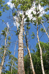 Fototapeta premium Aspen trees grow in nature