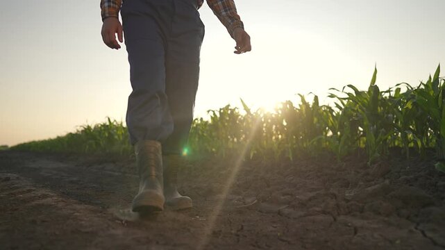 Man boots walking on soil. Farmer steps along dusty road. Field shines under soft sunset. Walking on dirt path, boots stir small dust. Farmer crossing soil, boots steady on dirt, road leads to field.