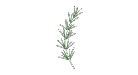 Obraz premium Hand drawn rosemary sprig, botanical illustration of aromatic herb