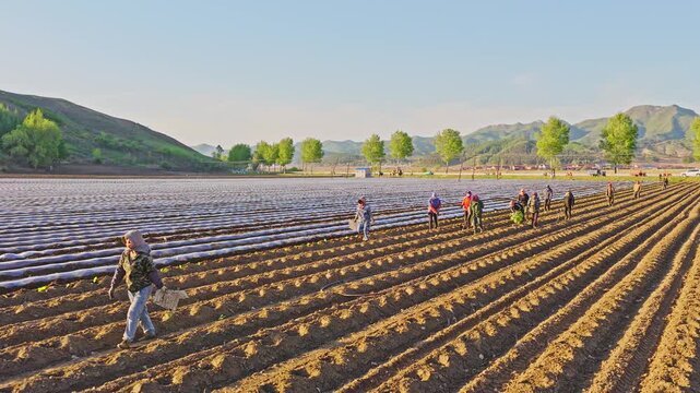 Large-scale artificial cultivation of crops