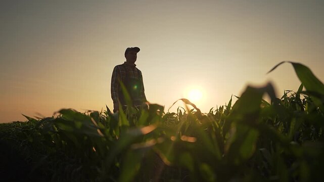 Farmer man waves hand lightly in air. Sunset lights cap, boots step through corn. Overalls dark in fading glow. Silhouette stays tall walking field. Corn sways around, field holds quiet under sunset.