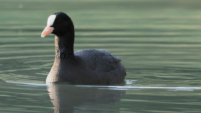 Eurasian Coot Swimming and Looking Around on Lake - 4K Slow Motion Wildlife B-Roll