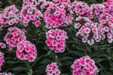 Obraz premium Colorful flowers bloom in a garden during springtime showing pink shades and surrounded by green leaves
