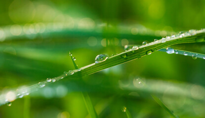 Macro photo of rain drops on grass © rastkobelic