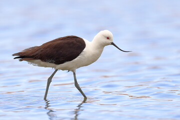 Obraz premium Andean Avocet, Recurvirostra andina, Laguna Caňapa, Andes, Bolivia