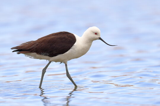 Andean Avocet, Recurvirostra andina, Laguna Caňapa, Andes, Bolivia