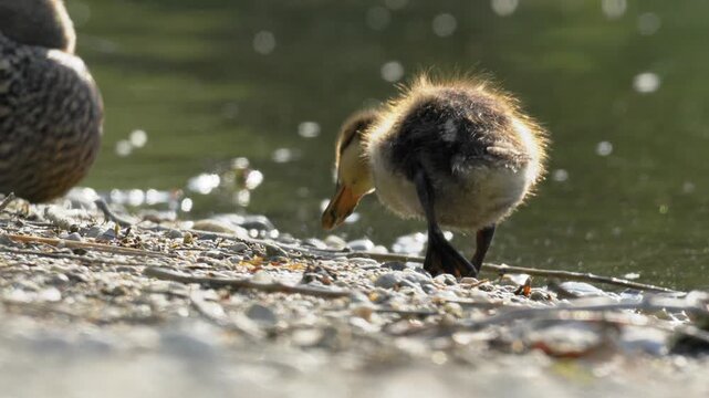 Mallard Duck Walking Away from Camera on Lake Shore - 4K Slow Motion Wildlife B-Roll
