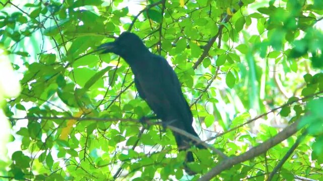 Brilliant Raven, House crow at Thailand