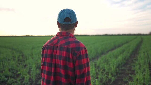 Farmer man stands in field looking at crop rows. Agriculture landscape with farmer checking green plants. Man does inspection on field for crop growth. Nature scene of farming and crop inspection work