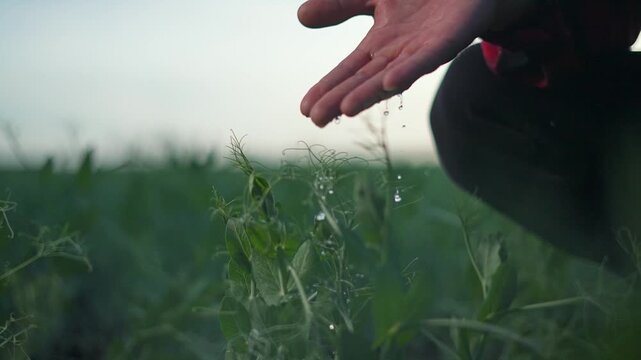Hand drops water on green plant leaf. Drop slides slow feeding soil. Nature works silent in field. Plant leaf grows under hand water care. Field shines green with growth. Soil keeps water life safe.