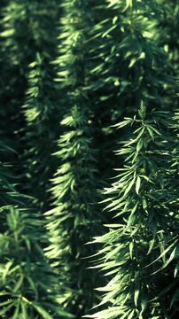 Cannabis plants grow tall and green in rows with sunlight shining on them. The scene shows healthy foliage in a farming area during daytime. The plants are well spaced apart.