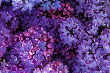 Fototapeta premium Vibrant Lilac Flowers in Full Bloom for Spring Decor