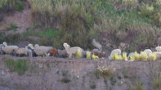 Herd of colorful alpacas and sheep walking in profile along a dirt road, Macusani, Peru.