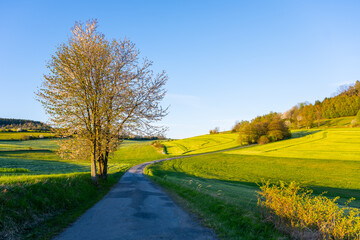 Fototapeta premium A road winds through green fields in Moravia during spring. Trees line the path, and the sky is clear. This scene shows the beauty of rural life at this time of year.