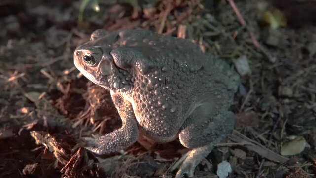 Probably Duttaphrynus melanostictus or South Asian garden toad (Bufo melanostictus) in the mountain forests of Thailand