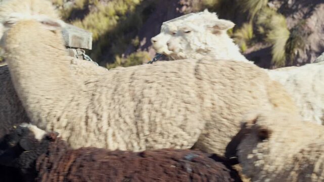 Authentic colorful alpacas and sheep close-up in the Andes, Macusani.