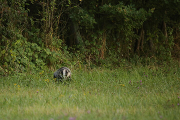 blaireau sortant des fourrés © fotoeliane