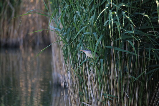 blongios &agrave; travers les phragmites 