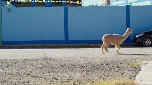 Two left behind alpacas walking together to catch up with their herd, Macusani.