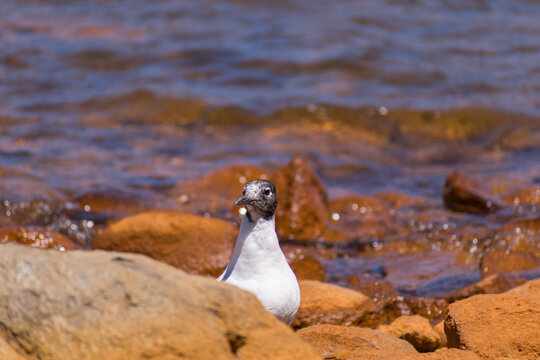 Gaviota andina asomada detr&aacute;s de rocas volc&aacute;nicas junto a la costa de un lago en la Patagonia argentina durante un d&iacute;a soleado de verano.