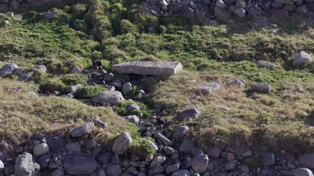 Mountain caracara birds and a puna ibis on a rocky mountain stream.