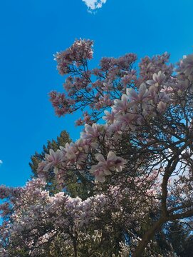 cherry tree and blue sky
