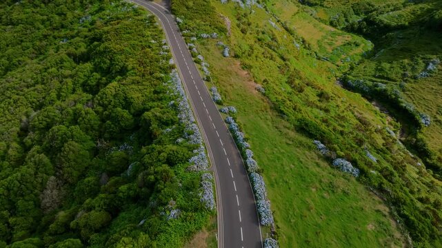 Dramatic Aerial Top Down Drone Video of an Empty Mountain Road Lined with Blooming Hydrangeas Cutting Through Lush Green Landscape